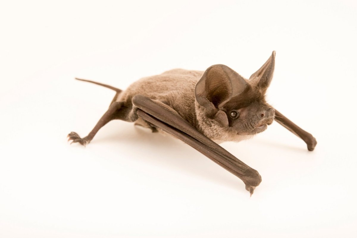 Винтажные летучие мыши