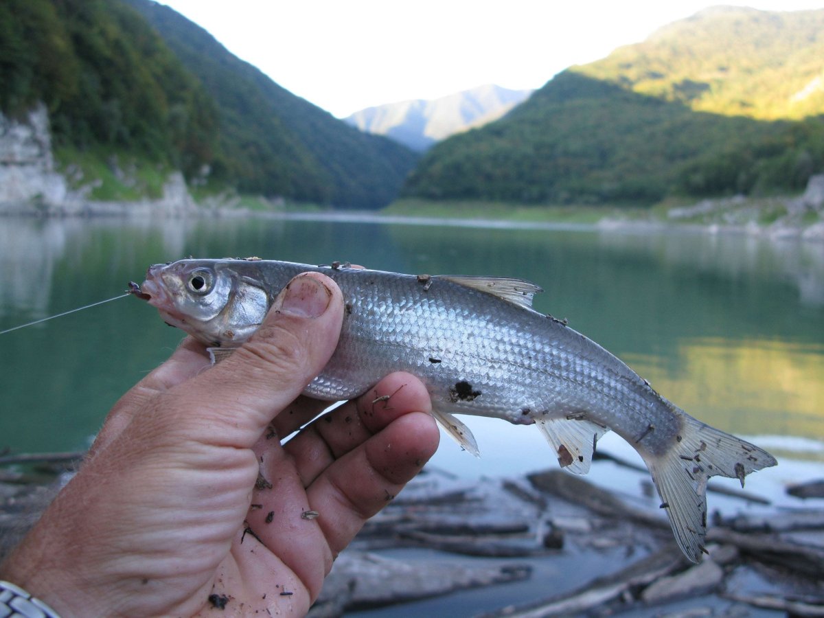 Мурена в Красном море