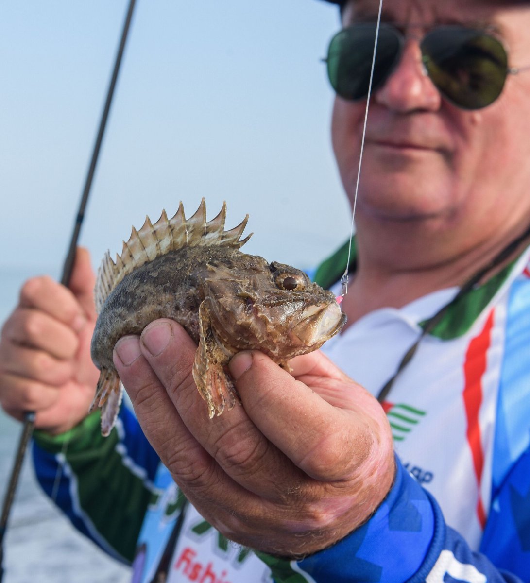 Горбыль рыба Черноморский