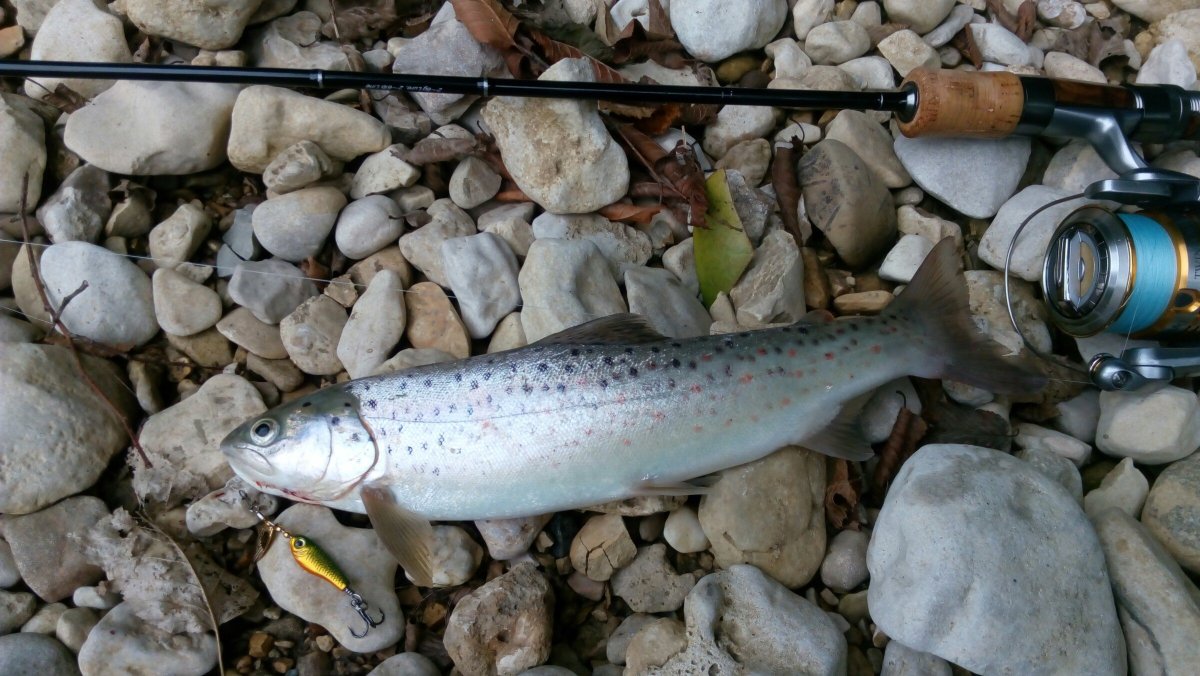 Кумжа ручьевая форель