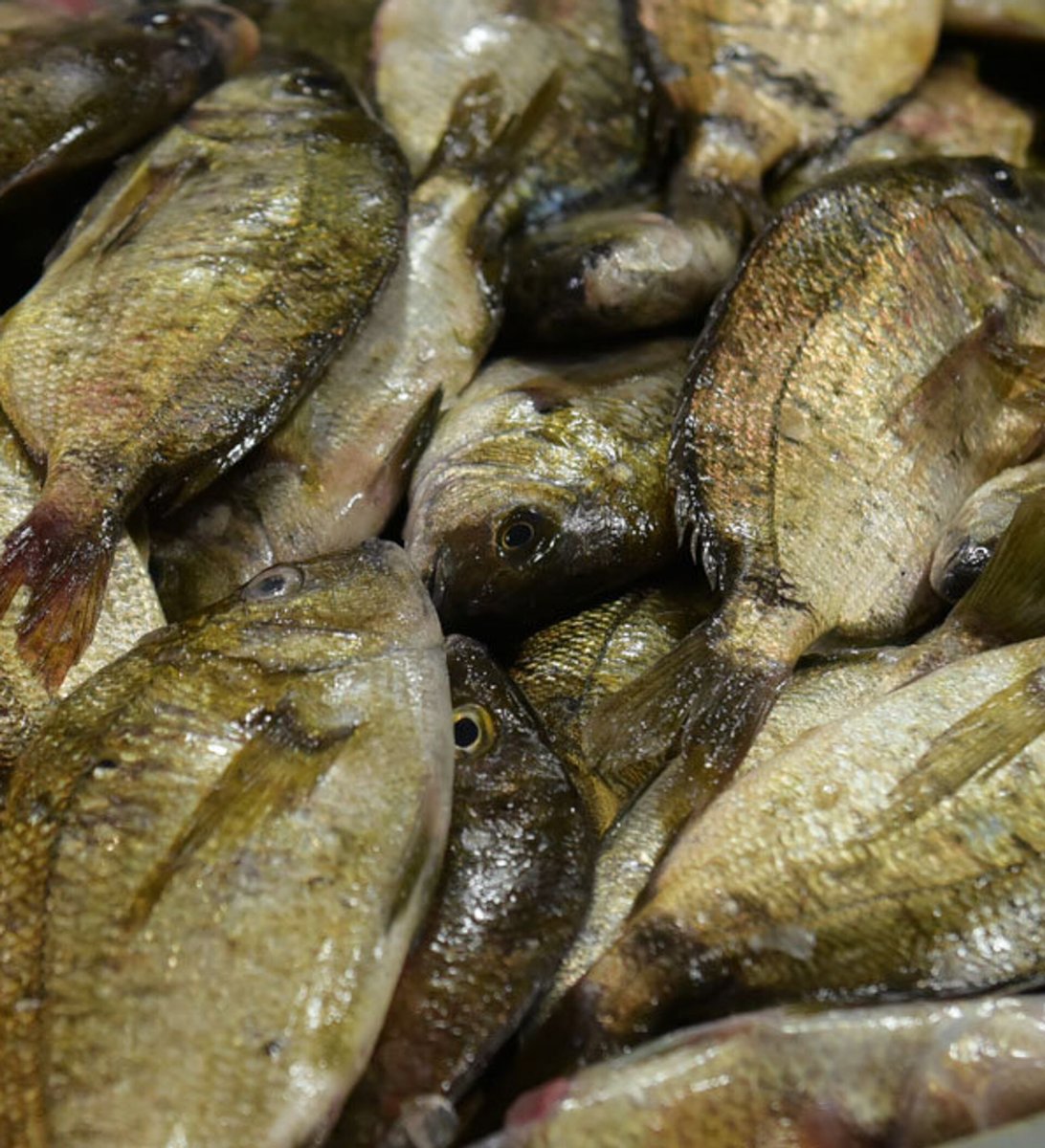 Ловля сардинки в Абхазии