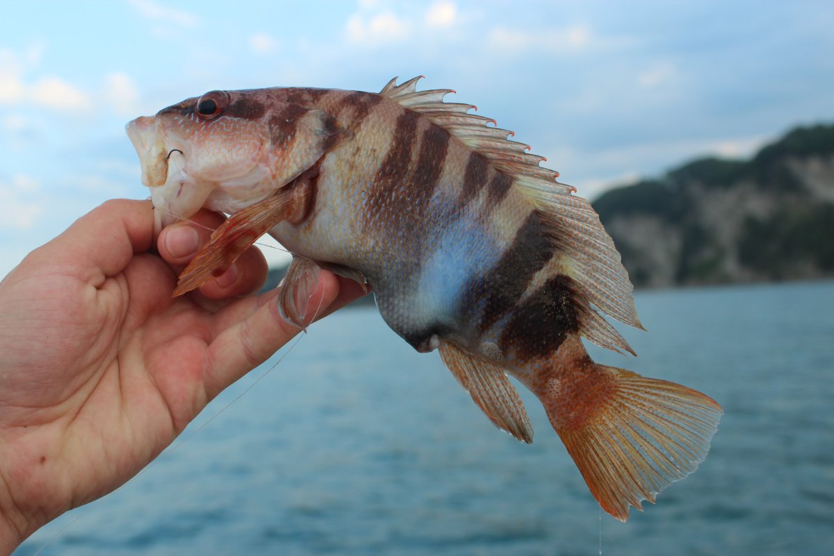 Рыба в Абхазии морская