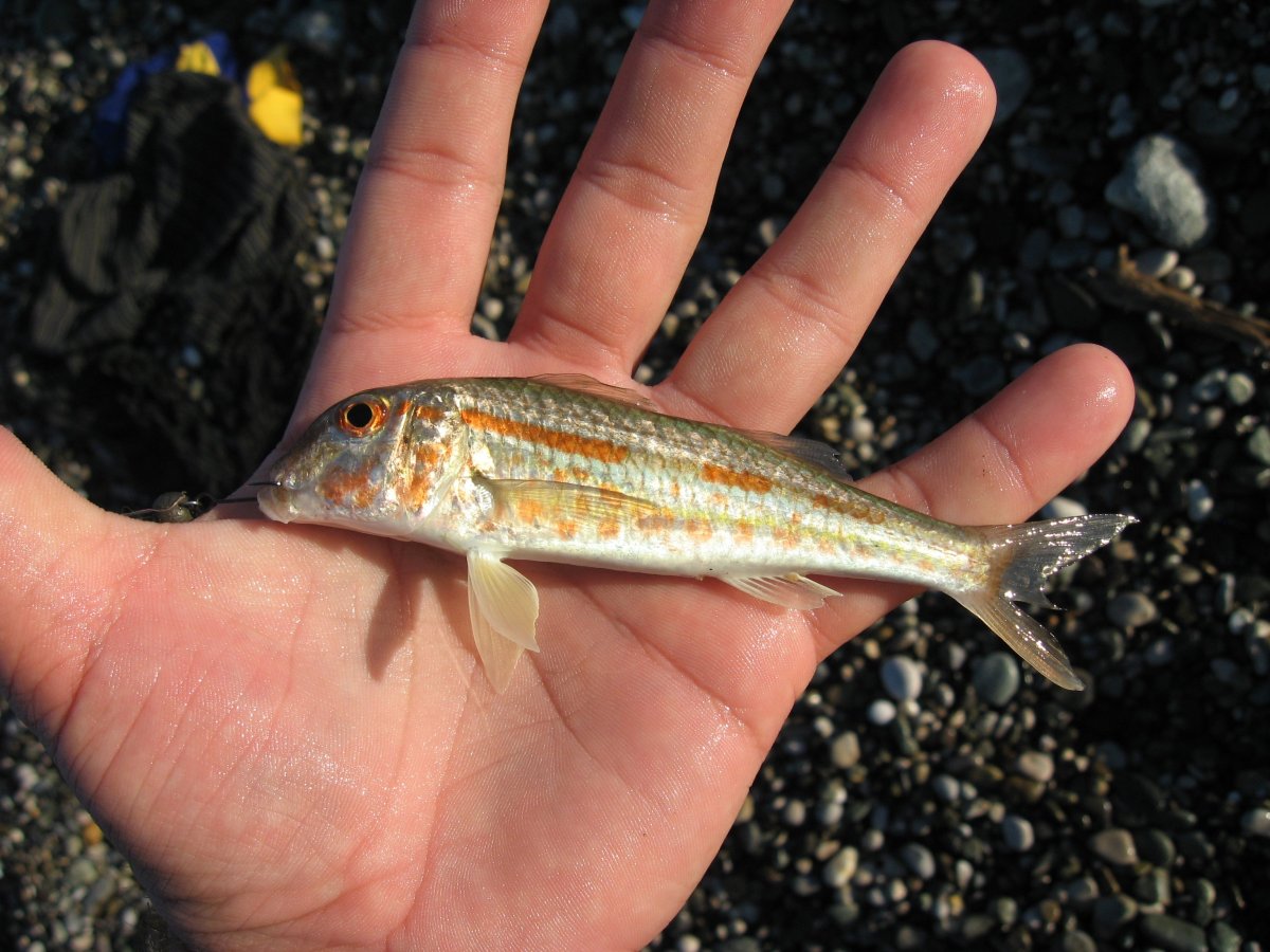 Рыбы в Абхазии в море