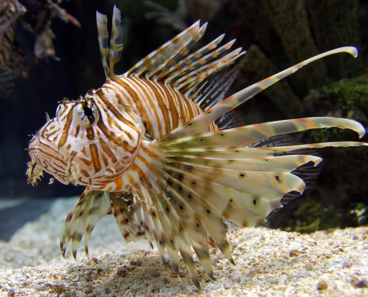 Севрюга Черноморская