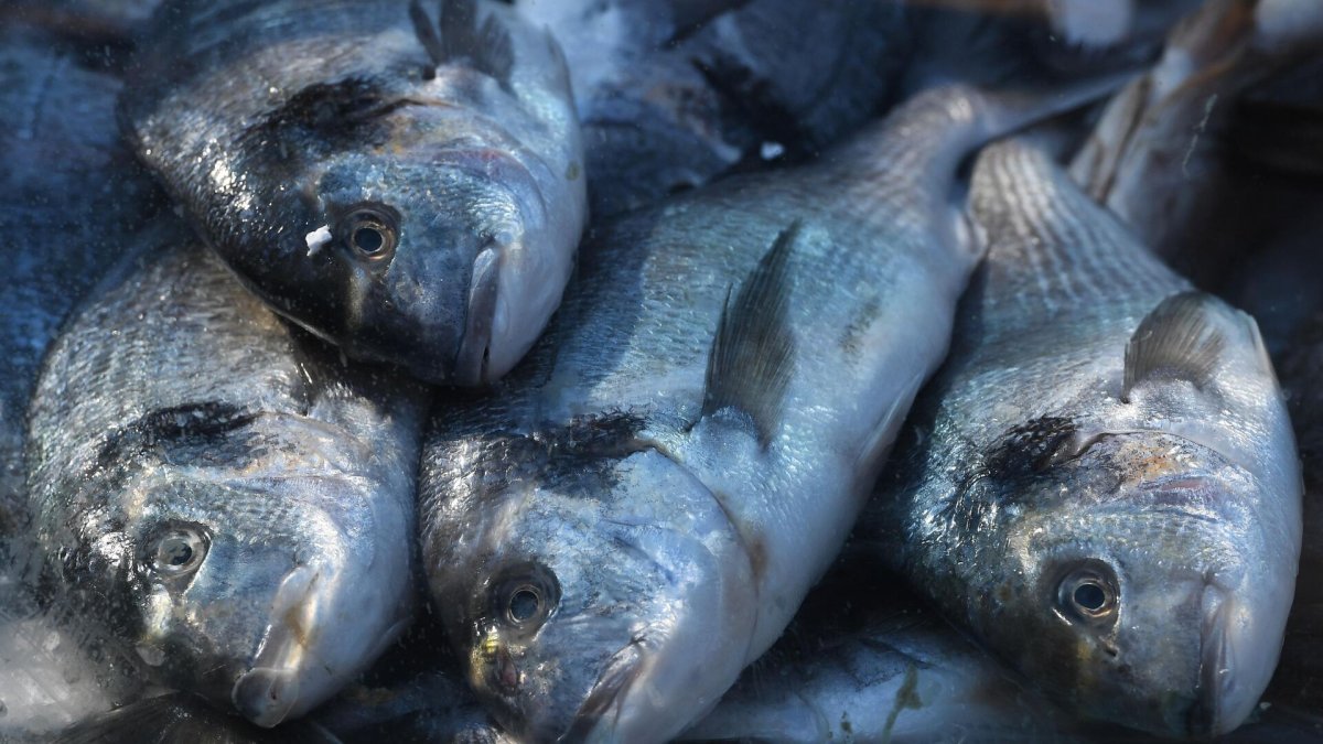 Рынок Центральный Геленджик рыба