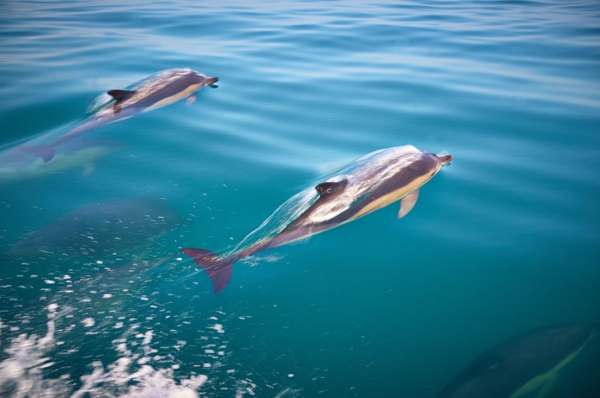 Морская рыбалка в Абхазии