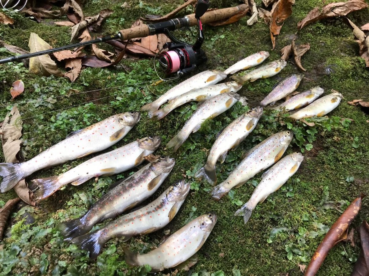 Стая атлантической сельди