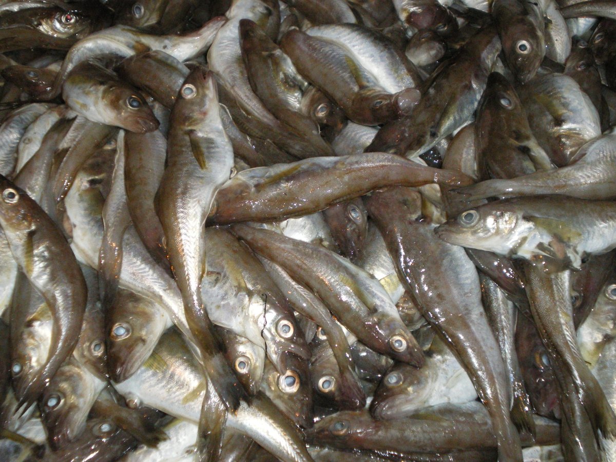 Дельфин Крым