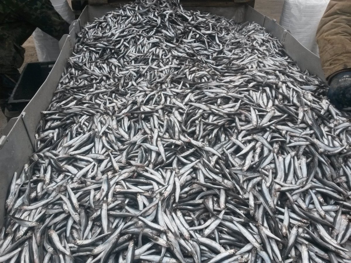 Зубатка Балтийская