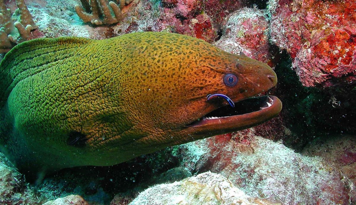 Вид обыкновенная щука - Esox Lucius