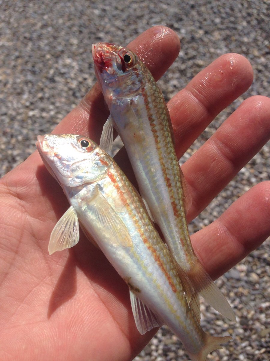 Севанский Ишхан