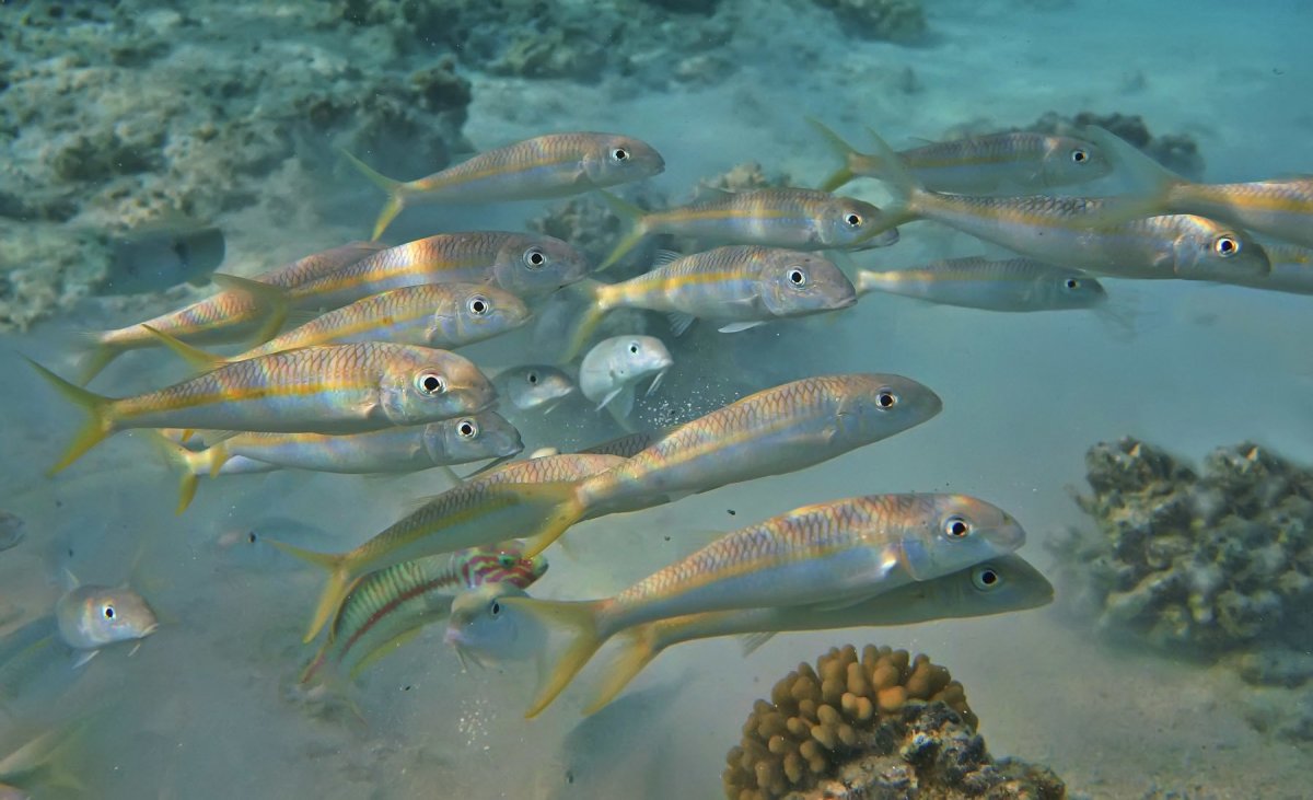 Каспийский лосось