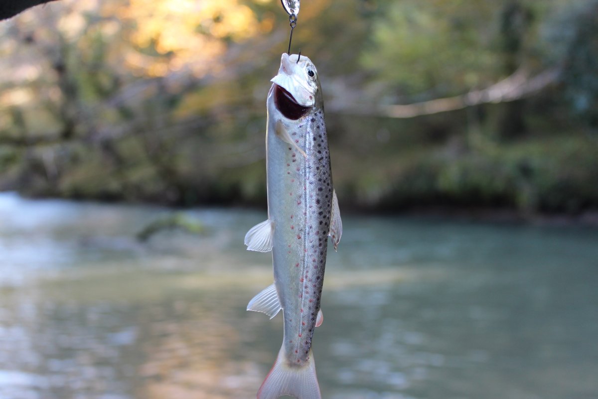Горбыль рыба черное море