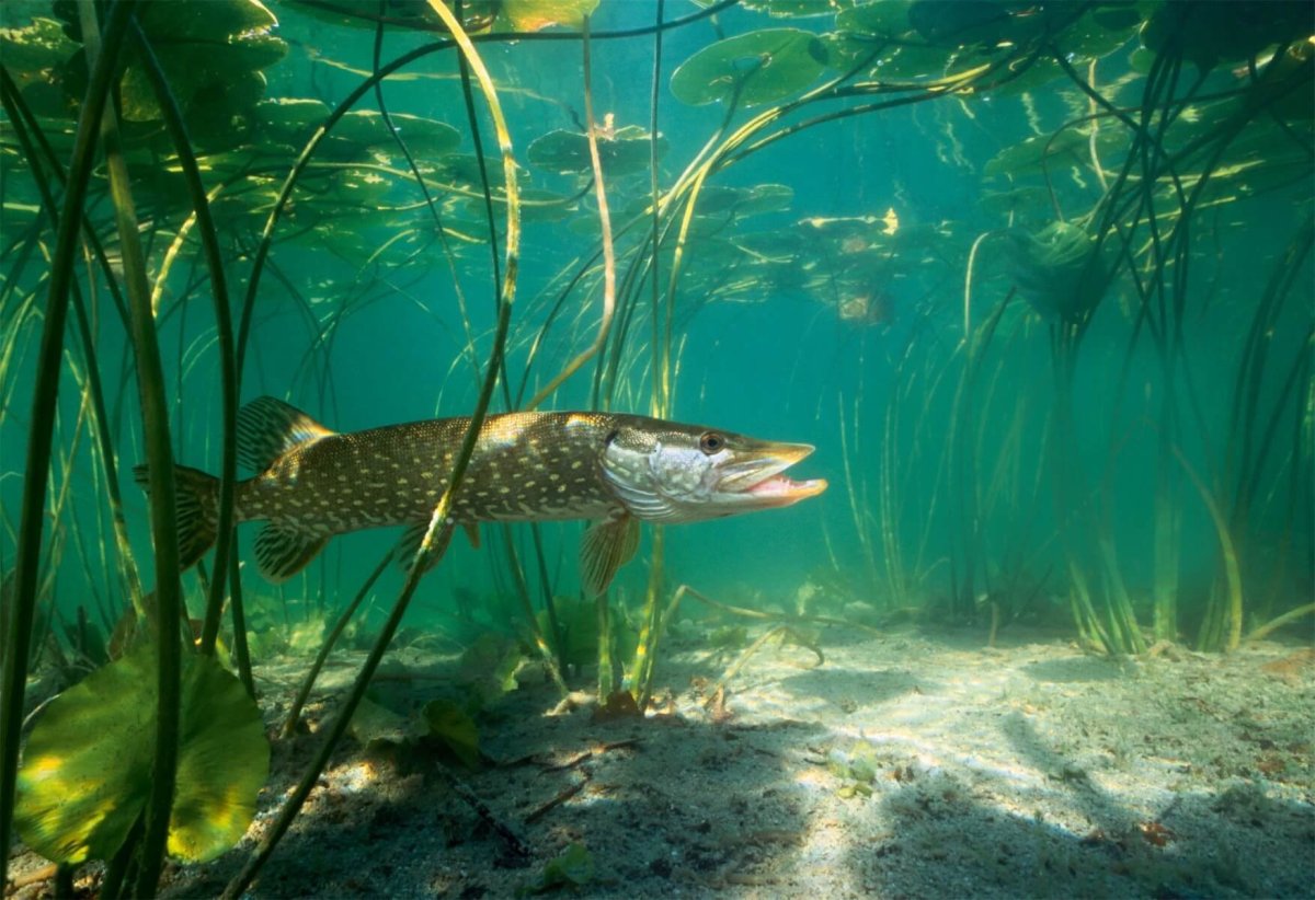 Товарная рыба