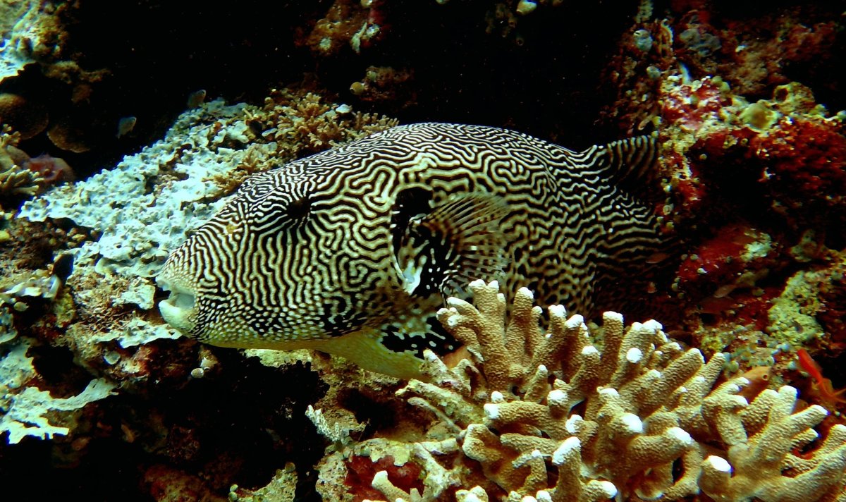 Рыба в Абхазии морская