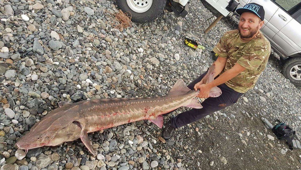 Барабулька рыба Черноморская