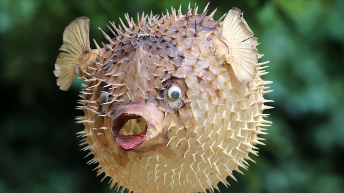 Ручьевая форель Абхазия