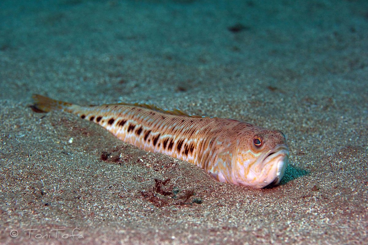 Рыба с колючками на спине