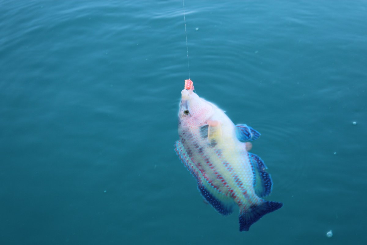 Балтийский лосось нерест