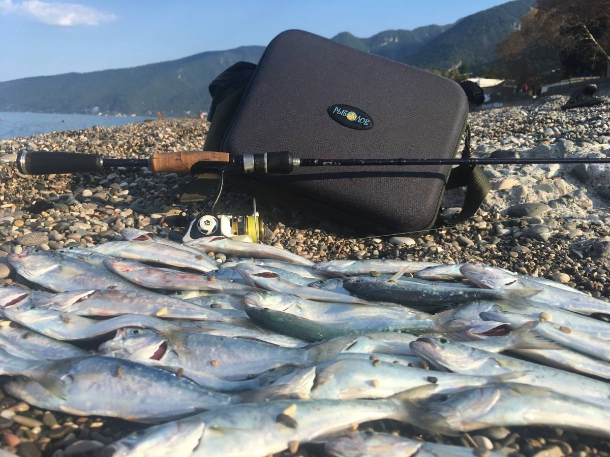 Белуга в Абхазии