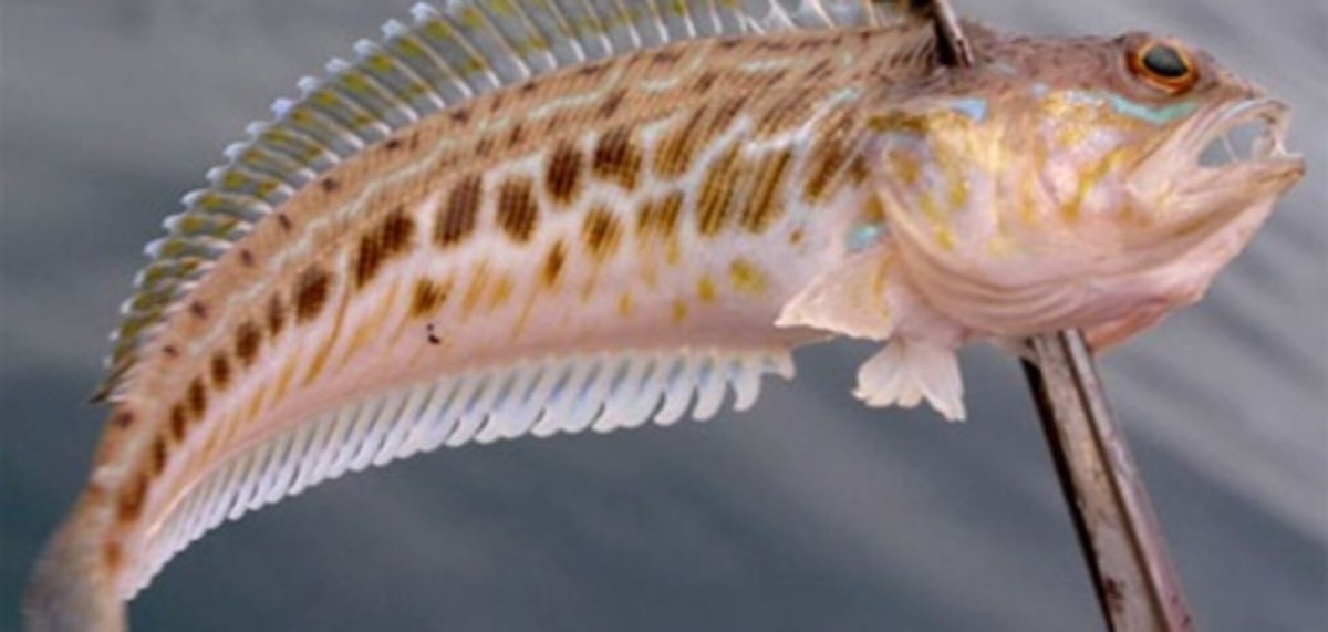 Рыба кролик фугу