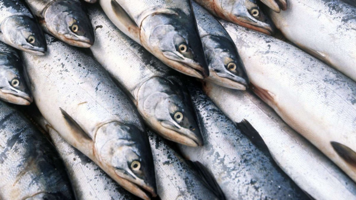 Рыба Балтийский лосось