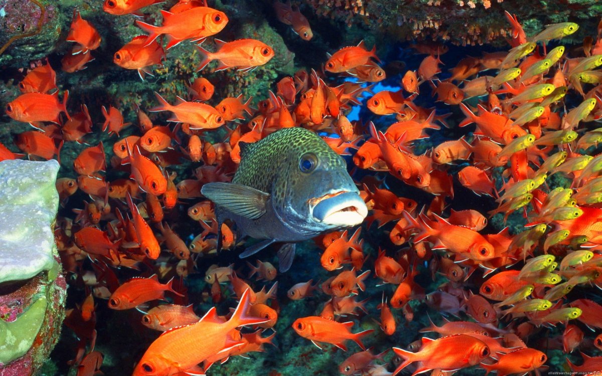 Растительноядные морские рыбы