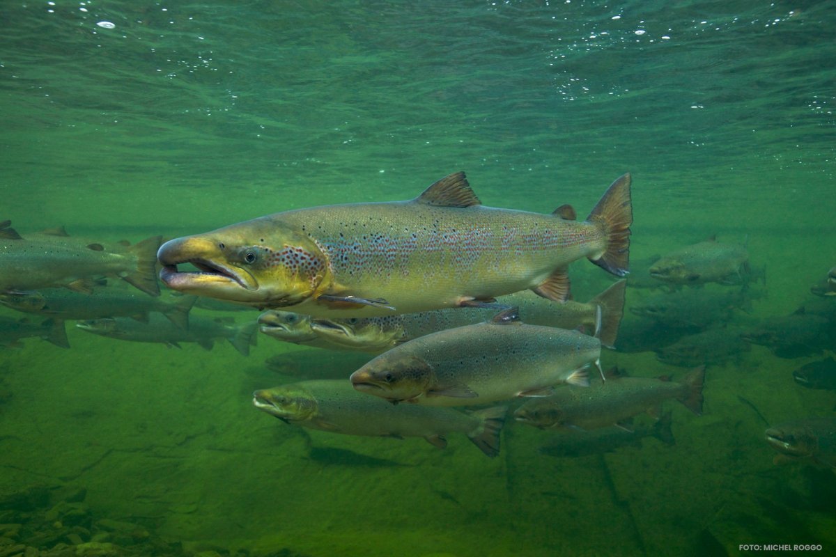 Планктон Северного Ледовитого океана