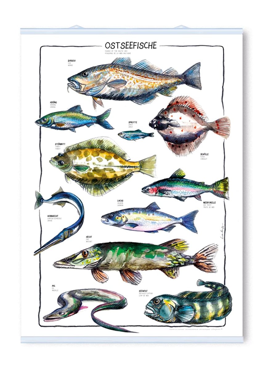 Рыбы Балтийского моря перечень