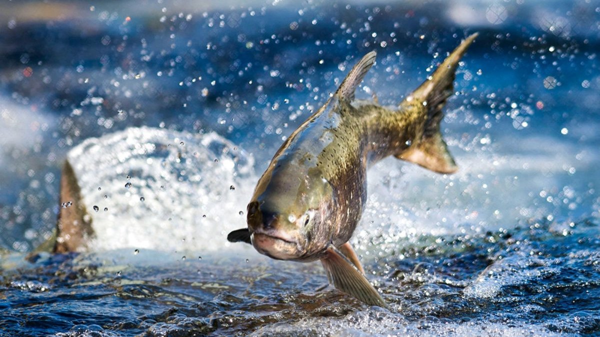 Рыба плавает в реке