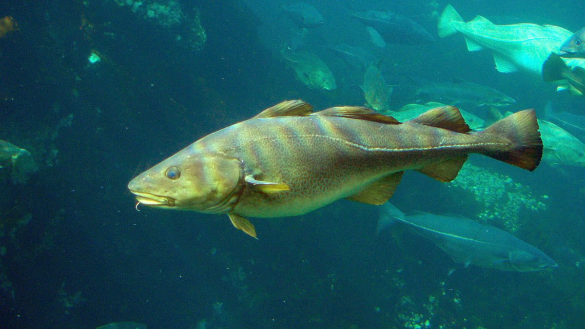 Треска в Северном Ледовитом океане