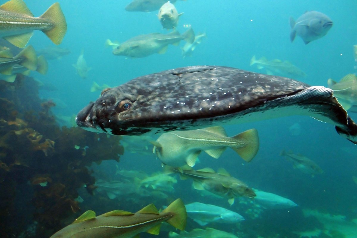 Палтус Баренцево море