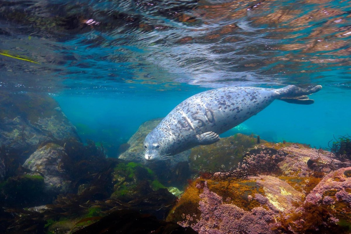 Дальневосточный морской заповедник сейвалы