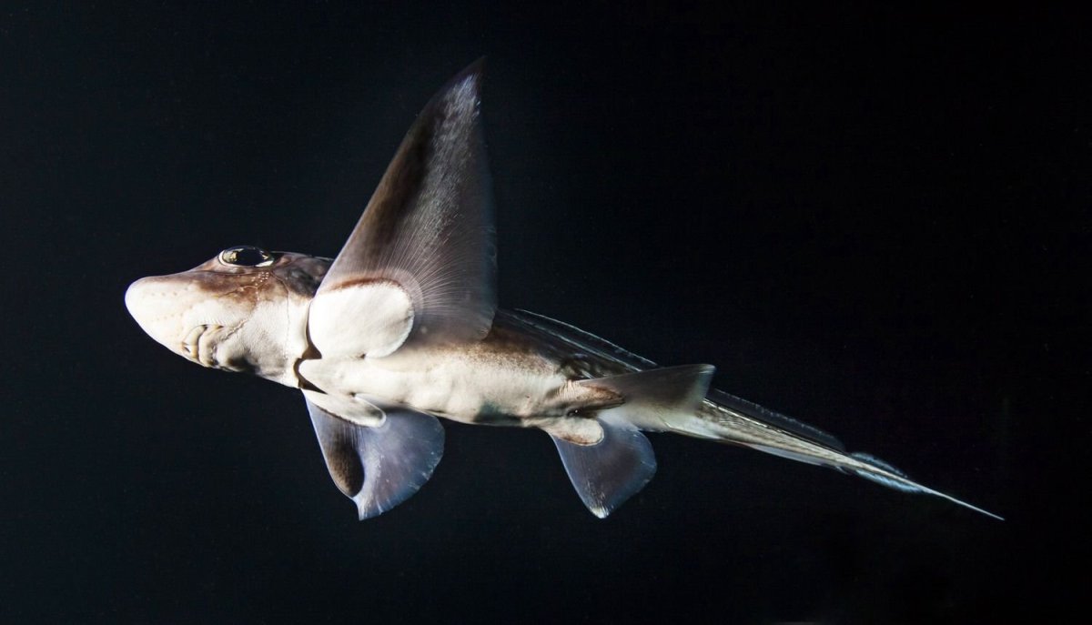 Обитатели Балтийского моря