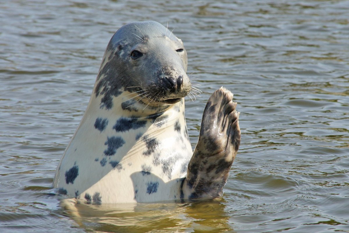 Длинномордый тюлень