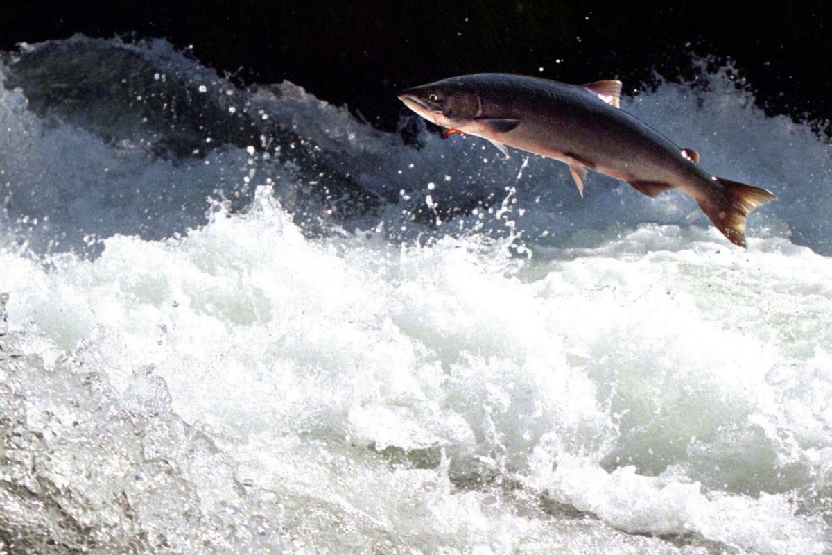 Семга в воде