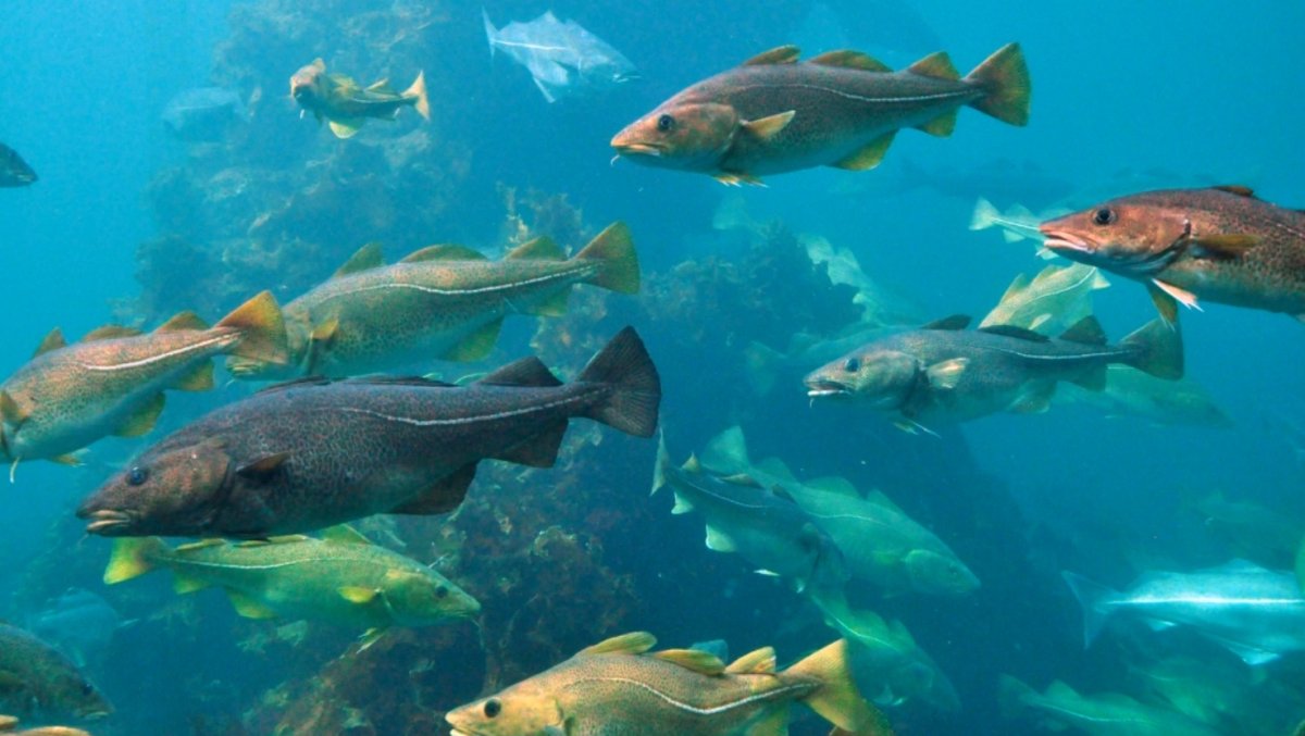 Промысловые рыбы Балтийского моря