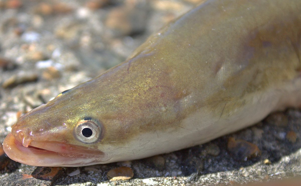 Минтай Охотского моря