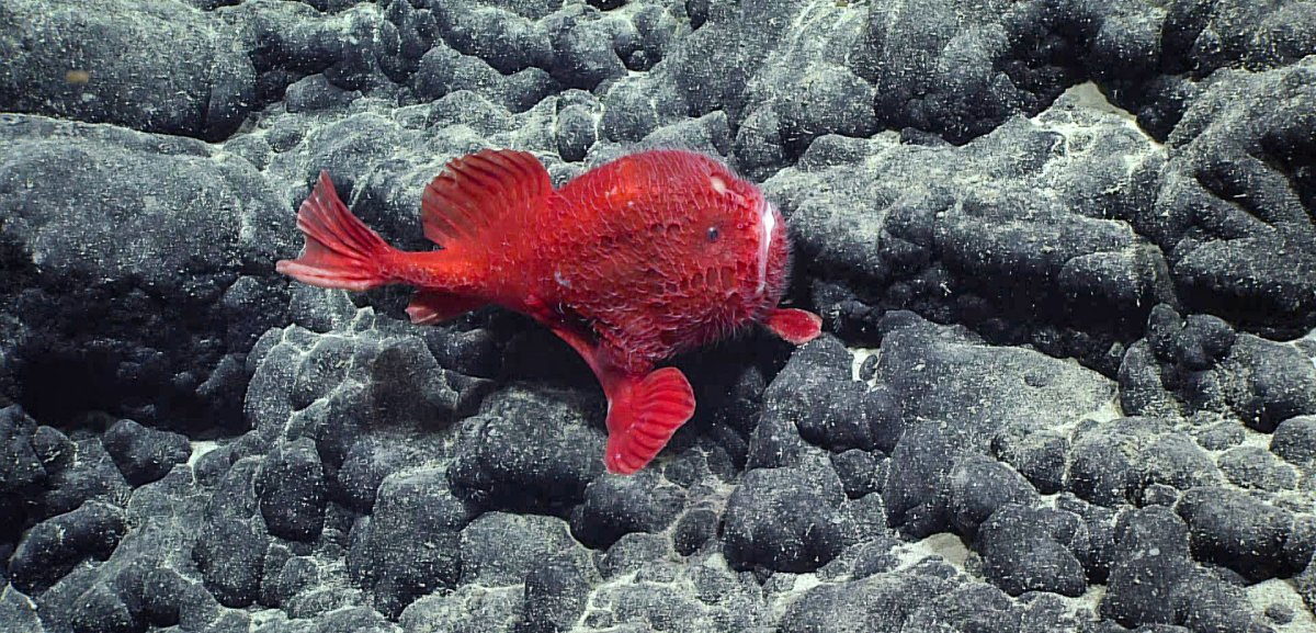 Chaunacops coloratus