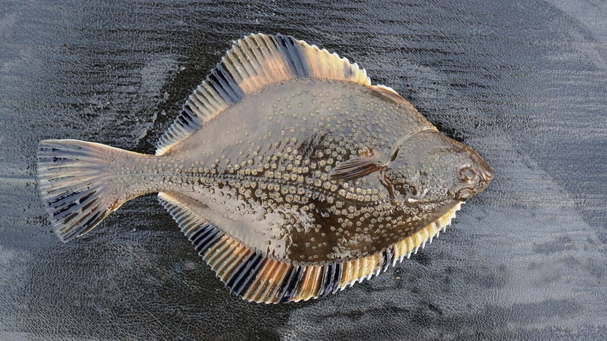 Ёрш морской Мурманский