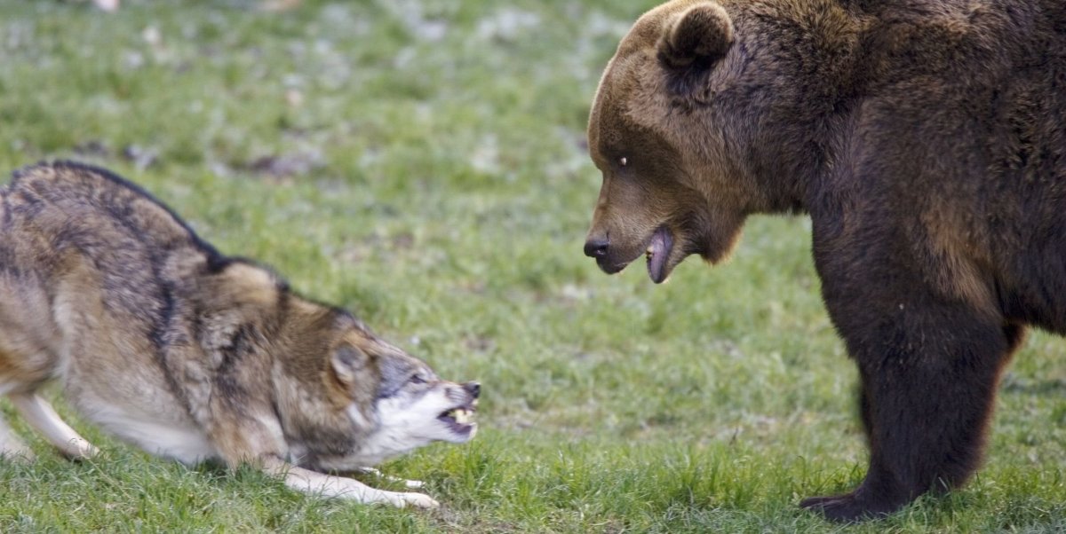 Западно Сибирские лайки на охоте на медведя