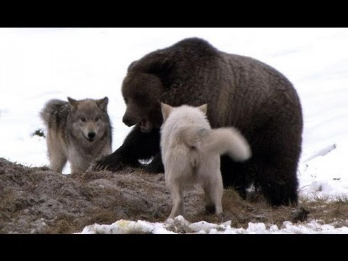 Волки и медведи