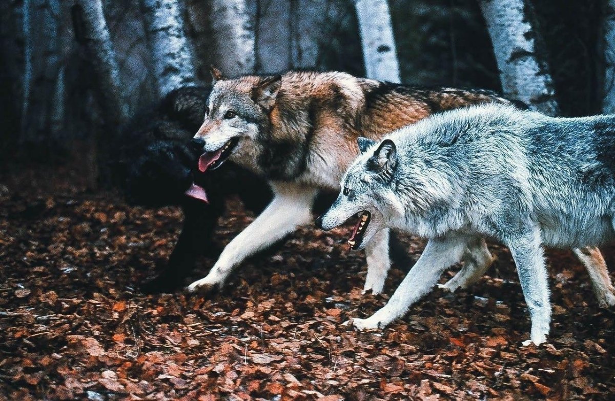 Влюбленный волк уже не хищник влюбленный волк уже защитник