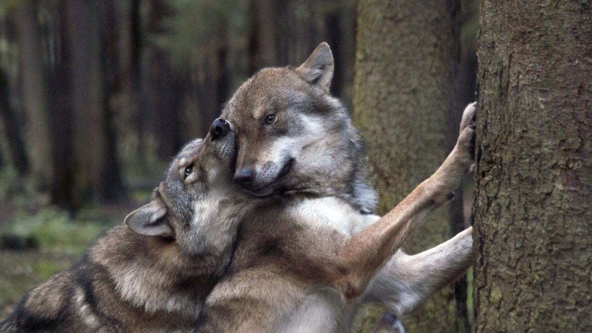 Бегущая стая Волков в ночи