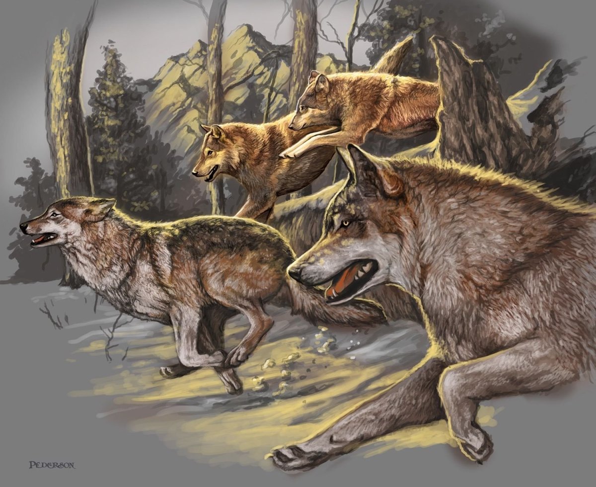 Волчья охота