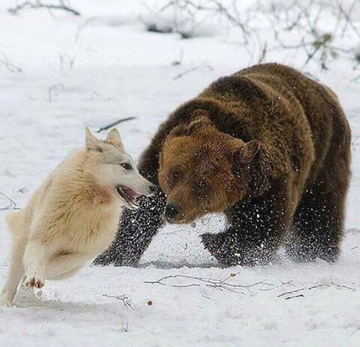Волки и медведи