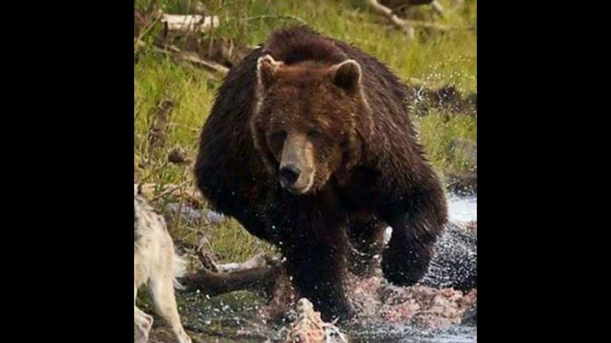 Волки и медведи