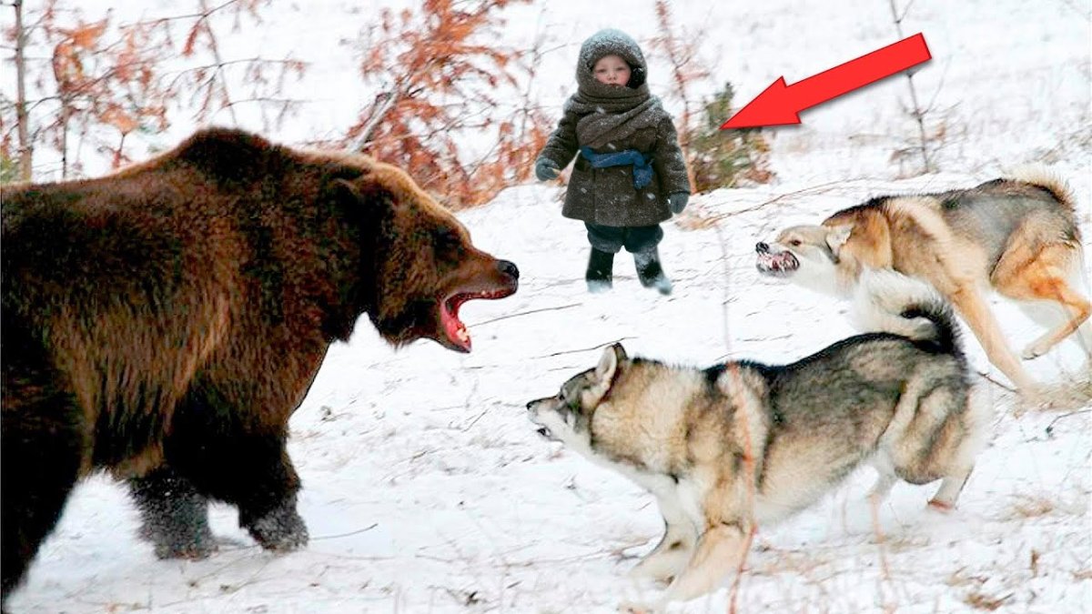 Волк и заяц в лесу