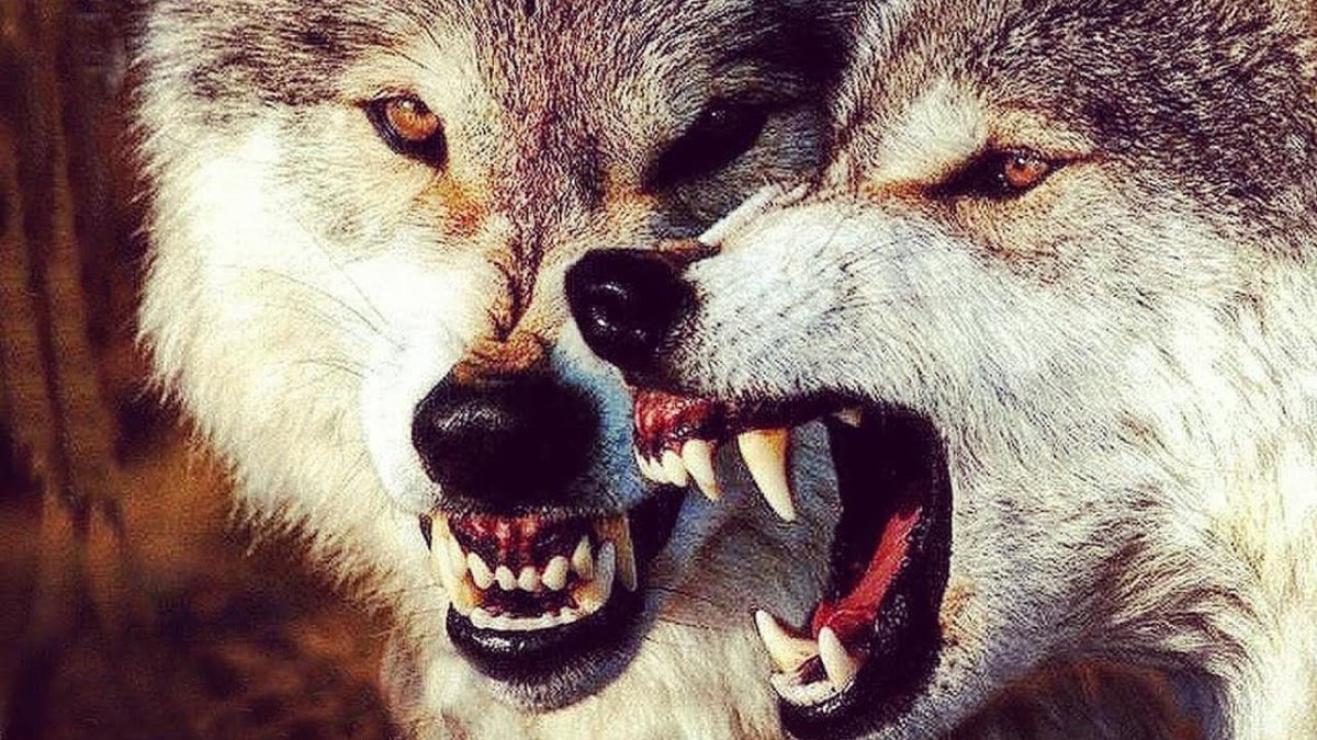 Девушка с волком