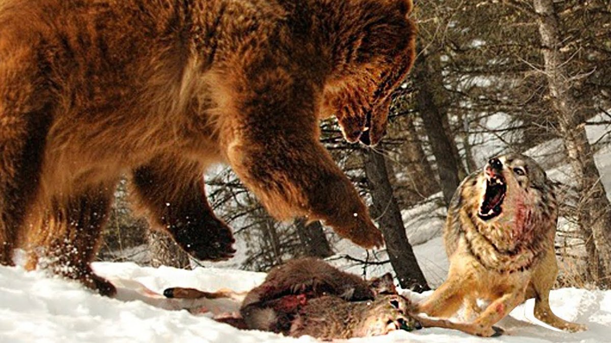 Агрессивная волчица